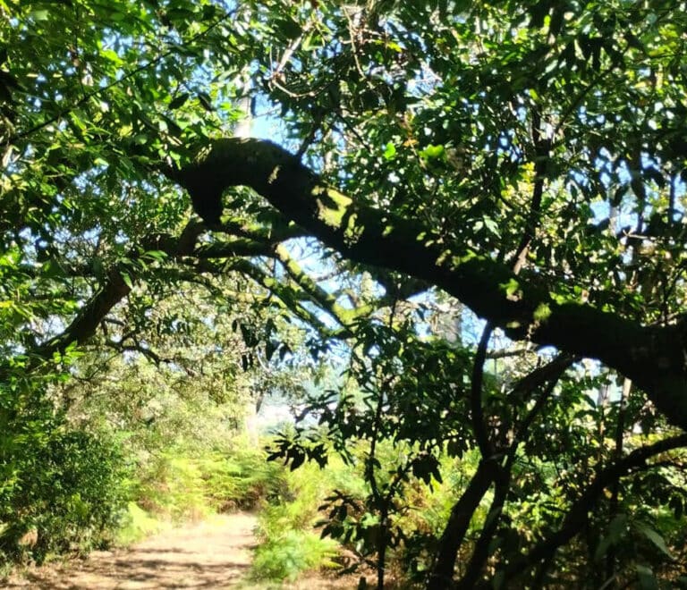 Isla de Cortegada