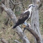 Águila pescadora anillada con una lubina recién cazada en sus patas