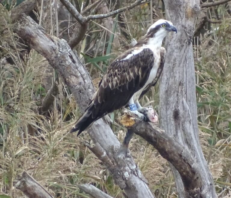 Águila pescadora anillada con una lubina recién cazada en sus patas