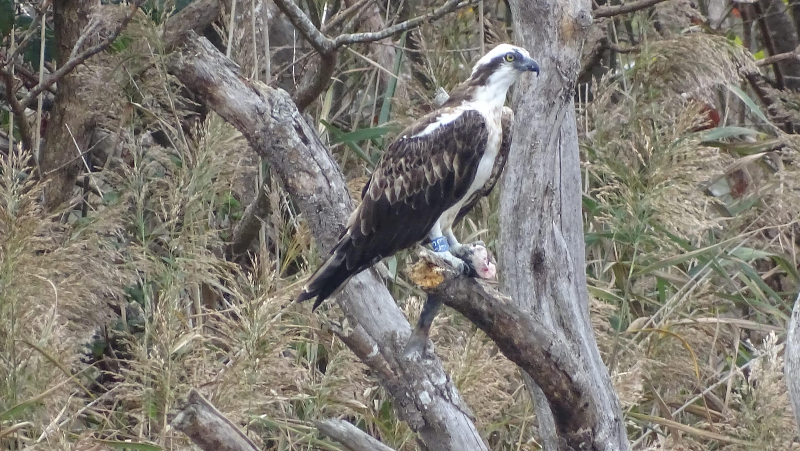 Águila pescadora anillada con una lubina recién cazada en sus patas